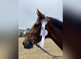 Oldenbourg, Hongre, 6 Ans, 172 cm, Bai