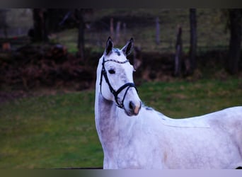 Oldenbourg, Hongre, 6 Ans, 172 cm, Gris