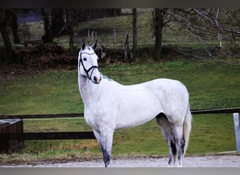 Oldenbourg, Hongre, 6 Ans, 172 cm, Gris