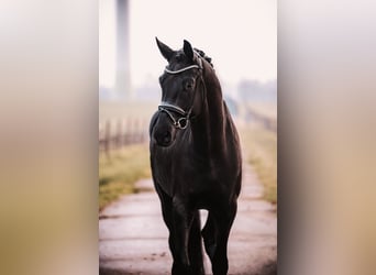Oldenbourg, Hongre, 6 Ans, 172 cm, Noir