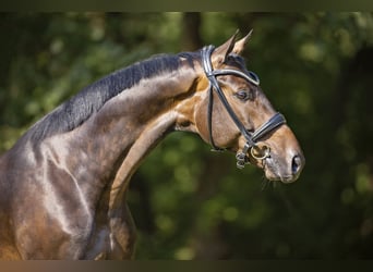 Oldenbourg, Hongre, 6 Ans, 173 cm, Bai brun foncé