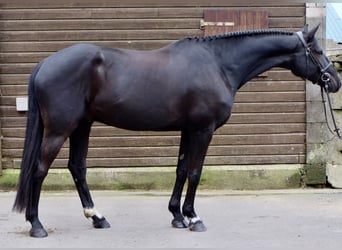 Oldenbourg, Hongre, 6 Ans, 173 cm, Bai brun foncé