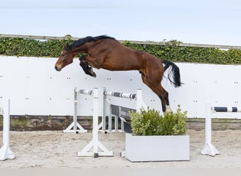 Oldenbourg, Hongre, 6 Ans, 173 cm, Bai