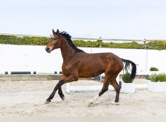 Oldenbourg, Hongre, 6 Ans, 173 cm, Bai