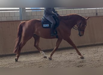 Oldenbourg, Hongre, 6 Ans, 174 cm, Alezan