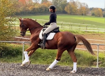 Oldenbourg, Hongre, 6 Ans, 174 cm, Alezan