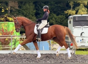 Oldenbourg, Hongre, 6 Ans, 174 cm, Alezan