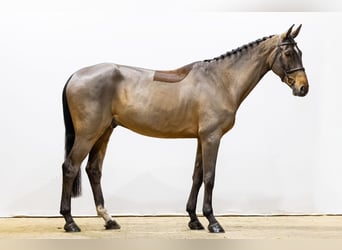 Oldenbourg, Hongre, 6 Ans, 174 cm, Bai