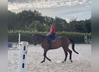 Oldenbourg, Hongre, 6 Ans, 174 cm, Bai
