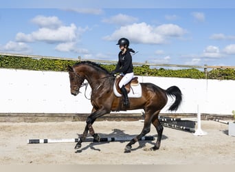 Oldenbourg, Hongre, 6 Ans, 174 cm