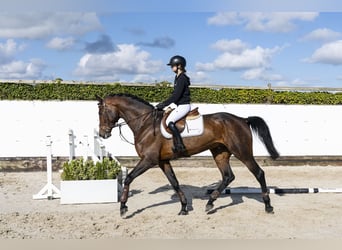 Oldenbourg, Hongre, 6 Ans, 174 cm