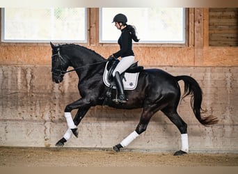 Oldenbourg, Hongre, 6 Ans, 174 cm, Noir