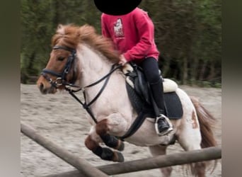 Oldenbourg, Hongre, 6 Ans, 174 cm, Noir