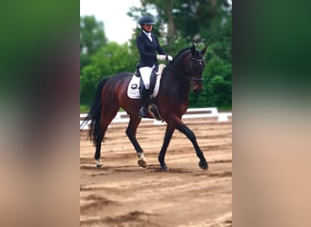 Oldenbourg, Hongre, 6 Ans, 175 cm, Bai brun