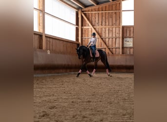 Oldenbourg, Hongre, 6 Ans, 175 cm, Bai brun