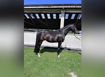 Oldenbourg, Hongre, 6 Ans, 175 cm, Bai cerise