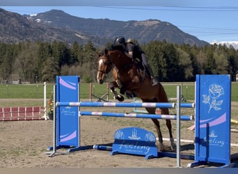 Oldenbourg, Hongre, 6 Ans, 175 cm, Bai