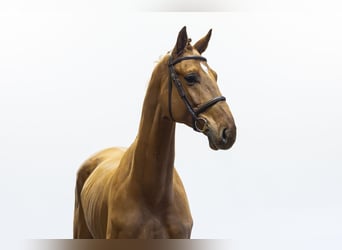 Oldenbourg, Hongre, 6 Ans, 175 cm