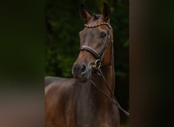 Oldenbourg, Hongre, 6 Ans, 176 cm, Bai brun