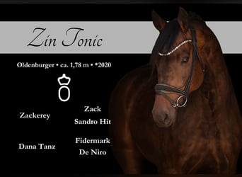 Oldenbourg, Hongre, 6 Ans, 177 cm, Bai brun