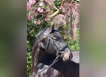 Oldenbourg, Hongre, 6 Ans, 177 cm, Bai brun foncé