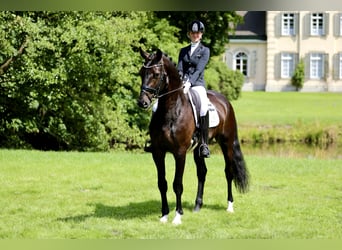Oldenbourg, Hongre, 6 Ans, 177 cm, Bai brun foncé