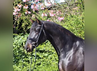 Oldenbourg, Hongre, 6 Ans, 177 cm, Bai brun foncé