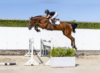 Oldenbourg, Hongre, 6 Ans, 177 cm, Bai