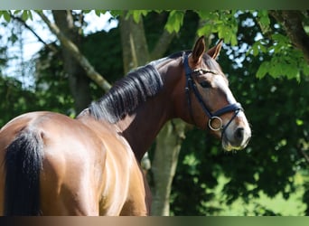 Oldenbourg, Hongre, 6 Ans, 178 cm, Bai