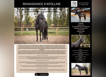 Oldenbourg, Hongre, 6 Ans, 180 cm, Bai brun foncé