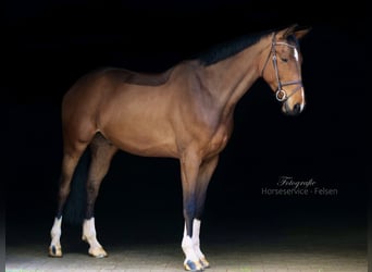 Oldenbourg, Hongre, 6 Ans, 180 cm, Bai