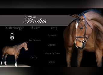 Oldenbourg, Hongre, 6 Ans, 180 cm, Bai