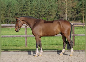 Oldenbourg, Hongre, 6 Ans, 180 cm, Bai