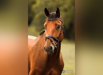 Oldenbourg, Hongre, 6 Ans, 180 cm, Bai