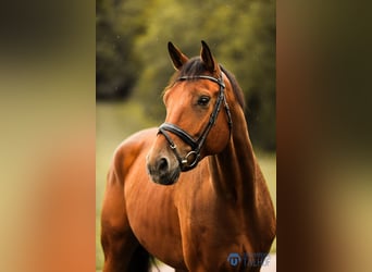 Oldenbourg, Hongre, 6 Ans, 180 cm, Bai