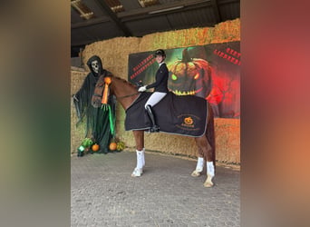 Oldenbourg, Hongre, 6 Ans, 182 cm, Alezan