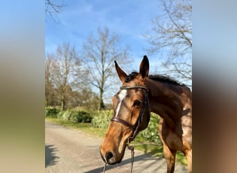 Oldenbourg, Hongre, 6 Ans, Bai