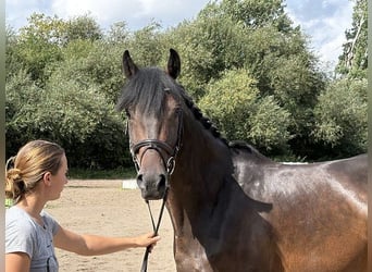 Oldenbourg, Hongre, 7 Ans, 164 cm, Bai brun