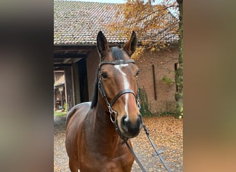 Oldenbourg, Hongre, 7 Ans, 164 cm, Bai brun