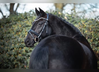 Oldenbourg, Hongre, 7 Ans, 164 cm, Noir