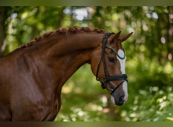 Oldenbourg, Hongre, 7 Ans, 165 cm, Alezan
