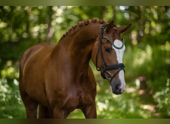 Oldenbourg, Hongre, 7 Ans, 165 cm, Alezan