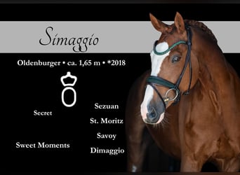 Oldenbourg, Hongre, 7 Ans, 165 cm, Alezan