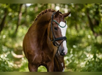 Oldenbourg, Hongre, 7 Ans, 165 cm, Alezan