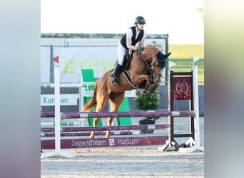 Oldenbourg, Hongre, 7 Ans, 165 cm, Alezan