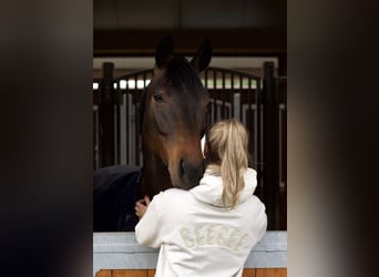 Oldenbourg, Hongre, 7 Ans, 165 cm, Bai brun