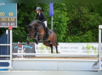 Oldenbourg, Hongre, 7 Ans, 165 cm, Bai