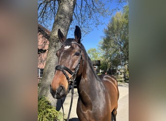 Oldenbourg, Hongre, 7 Ans, 165 cm