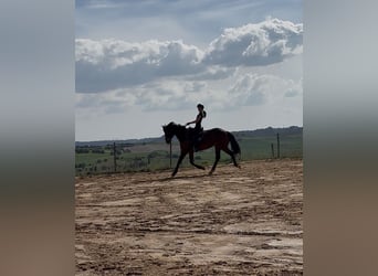 Oldenbourg, Hongre, 7 Ans, 167 cm, Bai brun