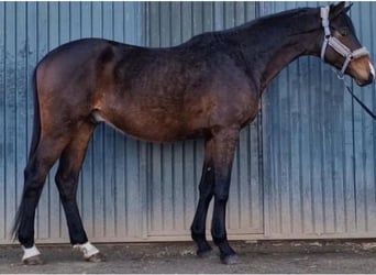 Oldenbourg, Hongre, 7 Ans, 167 cm, Bai brun